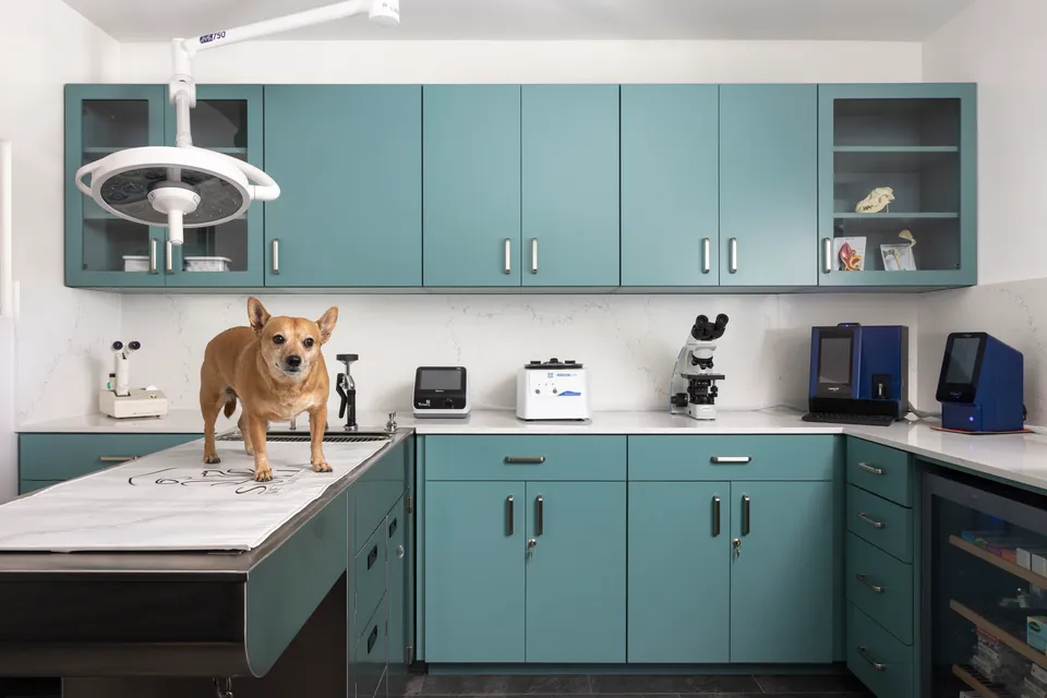 A corgi in an examination room at Sevilla Veterinary Hospital
